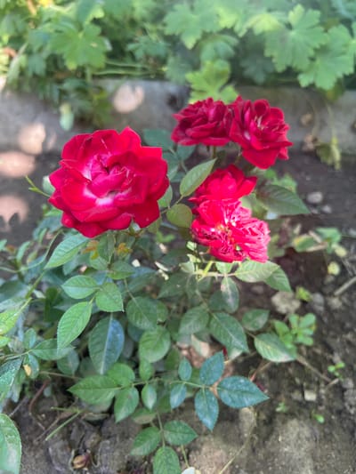 A close-up, eye-level shot captures a bush with several bright red roses in bloom, set against a blurred background of green foliage and soil. The roses are the primary focus, with the largest and most detailed bloom positioned in the foreground, to the left of center. This rose displays a vibrant red hue with delicate white accents near its center. Other roses, also red, are visible behind and slightly above it, appearing as clusters of layered petals. The leaves of the rose bush are a deep green, with some showing lighter green or even yellowish tones. The ground beneath the bush is a mix of dark soil, small stones, and dried plant debris. In the upper portion of the image, out-of-focus green leaves from another plant create a verdant backdrop, with some sunlight filtering through, casting soft highlights. The scene appears to be an outdoor garden setting, possibly in Karabunar, Bulgaria, given the context. There are no people or animals present in the image, and no discernible actions or interactions are taking place, other than the natural state of the blooming flowers.