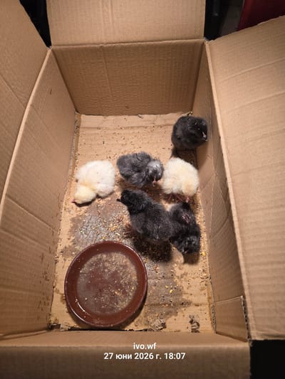 A high-angle, eye-level medium shot shows six young chicks in a cardboard box. The box is brown and worn, with visible corrugation. Inside the box, the floor is covered with scattered feed and some dampness. There is a small, brown, shallow dish with water and feed in the lower left quadrant of the box.
The chicks are varied in color. There is one light yellow chick, and five black or dark gray chicks. One of the dark gray chicks has a lighter gray head. The chicks are clustered together in the box. The image is watermarked with "ivo.wf" and "27 юни 2026 г. 18:07". There is no identifiable information about the location in the city of Chal, Bulgaria.