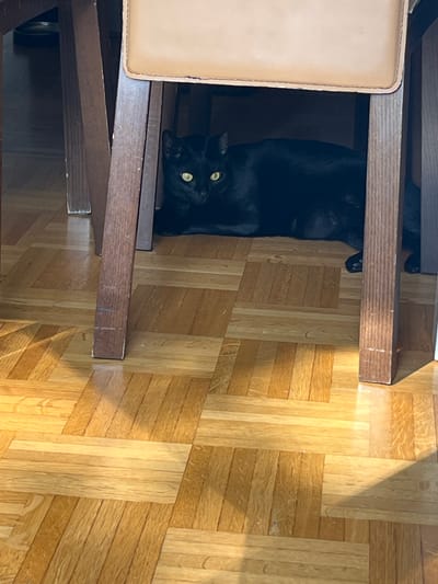 A black cat is lying on a wooden floor under a chair. The cat is looking towards the camera with its yellow eyes. The chair has wooden legs and a light-colored seat. Sunlight is streaming through the chair, casting shadows on the floor. The scene appears to be indoors, possibly in a home in L'Haÿ-les-Roses, France.