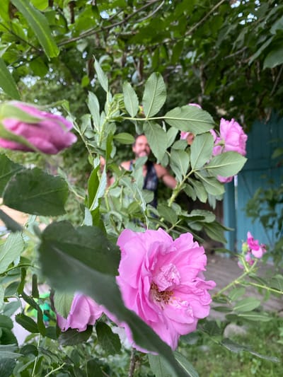 In Askat, Russia, a man with dark hair and a beard is visible in the background, partially obscured by the foliage of a rose bush. He is wearing a dark sleeveless shirt. The foreground is dominated by several large, pink roses and their green leaves, some of which are out of focus. To the right of the man, a turquoise-colored wooden door or fence can be seen. The setting appears to be an outdoor area, possibly a garden or yard, with other greenery and a glimpse of what might be a sidewalk or path.