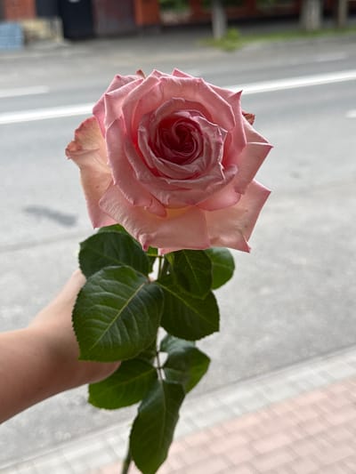 A hand is holding a single pink rose with several green leaves against a backdrop of a window with white curtains. The rose is in full bloom, with its petals unfurling to reveal a tightly wound center. The lighting suggests it is daytime, possibly morning or afternoon, as natural light filters through the window. The background is softly blurred, with vertical lines of the window frame and the textured pattern of the curtains visible. The scene is simple and intimate, focusing on the delicate beauty of the rose. There is no visible text in the image.