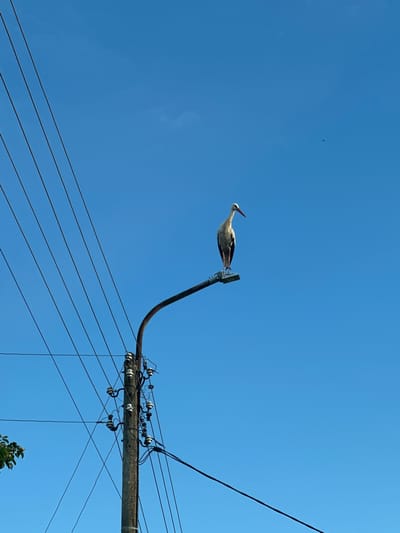 A white stork with black-tipped wings is perched on a metal arm of a utility pole, its neck extended upwards. The sky is clear and blue, suggesting a sunny day. Below the stork and the arm it's perched on, multiple power lines are strung across the frame. The utility pole itself is a concrete structure with ceramic insulators holding the wires. In the upper left corner of the sky, a very small dark shape, possibly another bird or an insect, is visible. The image is taken from a low angle, looking up towards the sky and the utility pole. The scene appears to be outdoors, likely in a rural or semi-rural setting given the presence of power lines and the stork. There is no visible text.