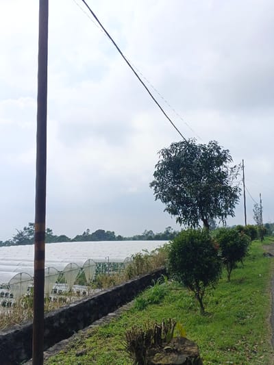 The scene depicts an agricultural area in Uato Carabar, Timor-Leste, under an overcast sky. In the immediate foreground on the left, a dark utility pole with a yellow stripe is partially visible. Running horizontally across the midground from left to center is a large complex of multiple white, semi-circular tunnel greenhouses, appearing to cover a cultivated field with visible plant pots within. A dark, thin power line extends diagonally from the upper left, passing over the greenhouses and a prominent tree with dense green foliage located in the mid-right. Below the power line and along the right side of the image, a narrow dirt path or road is bordered by a low, dark stone wall or drainage ditch. Along this path, several small, trimmed green shrubs or trees are planted in a row, with a visible tree stump exhibiting new growth in the bottom center foreground. Distant treelines are visible on the horizon beneath the clouds. No individuals are present.