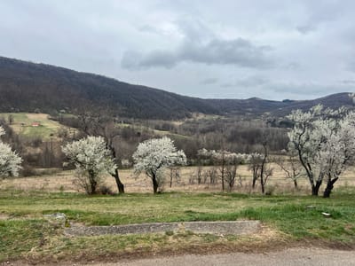 The image depicts a rural landscape within the Despotovac Municipality, Serbia, under an overcast sky. The immediate foreground shows a dark grey asphalt or gravel surface, transitioning into a strip of green and dry brown grass, bordered by a low, rough-textured grey concrete or stone element. Beyond this, a sloping field features several deciduous trees. Three prominent trees, situated in the mid-right and center, are in full white blossom, indicating early spring. Other deciduous trees further back are bare, displaying dark, intricate branch patterns. The field itself shows a mix of green grass and patches of lighter, dry vegetation. In the background, a series of rolling hills and mountains are visible, densely covered with leafless deciduous forests, appearing dark grey-brown. On a green slope in the distant left background, a small, isolated building with a red roof and light-colored walls is present. The sky above is entirely overcast with varying shades of grey clouds. No human figures or animals are present, and no actions or interactions are depicted.