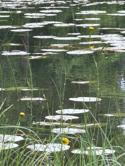 This is a close-up, vertical-format photograph of a body of water, likely a pond or slow-moving stream, with reflections and some aquatic plants. The water's surface is disturbed, creating distorted, elongated reflections of what appears to be trees and sunlight, appearing as vertical white streaks against a dark green background.

Emerging from the water are several green stems with small, yellow flowers and buds. One prominent yellow flower is visible on the right side of the image, and another bud is on the left. Fine, grassy or reedy plants are also visible in the foreground and midground, adding texture and depth. The overall impression is of a natural, tranquil aquatic environment.

The lighting suggests it is daytime, possibly overcast or with dappled sunlight given the reflections. There are no people or man-made objects clearly visible, apart from the implied natural setting. The location context of Vaskelovo, Russia, provides a geographical clue to the type of flora and environment that might be present. No text is visible in the image.