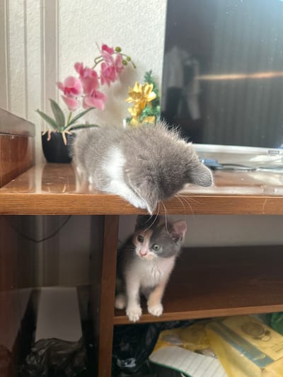 In this media file, two young kittens are the primary subjects. One kitten, with gray and white fur, is partially visible from behind, with its head and back showing as it looks towards the right. Its whiskers are prominent against the darker background. The second kitten, a calico with patches of gray, white, and orange, is peeking out from a wooden shelf on the right side of the frame. It has large, green eyes and a pink nose, looking directly at the viewer with a curious expression.
The scene appears to be indoors, likely a home environment in Mazyr, Belarus. Behind the kittens, there is a wooden shelf unit, with the second kitten positioned on one of the shelves. To the left, a large, dark, reflective surface, possibly a television screen, is visible. In front of the screen, a floral arrangement with pink orchids and yellow flowers is placed in a black pot. The background on the left shows a textured, light-colored wall. On the right side of the shelf, there are some items in plastic bags, one of which is yellow with some indistinct markings.
The lighting suggests it is daytime, with the light source coming from the left, creating reflections on the screen and illuminating the kittens. The overall atmosphere is one of domesticity and playful curiosity. No text is visible in the image.
