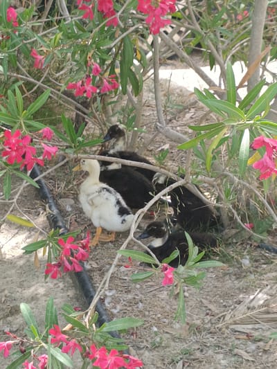 The image depicts a group of ducks nestled amongst foliage and pink flowers in Sagunto, Spain. A light-colored duckling with black markings stands in the foreground, facing right. Behind it, several darker ducks are partially visible, obscured by branches and leaves. The ground appears to be covered in dirt and dry grass. A black pipe runs horizontally across the lower left of the frame. The overall impression is of a natural, outdoor setting with a few domestic animals seeking shelter.