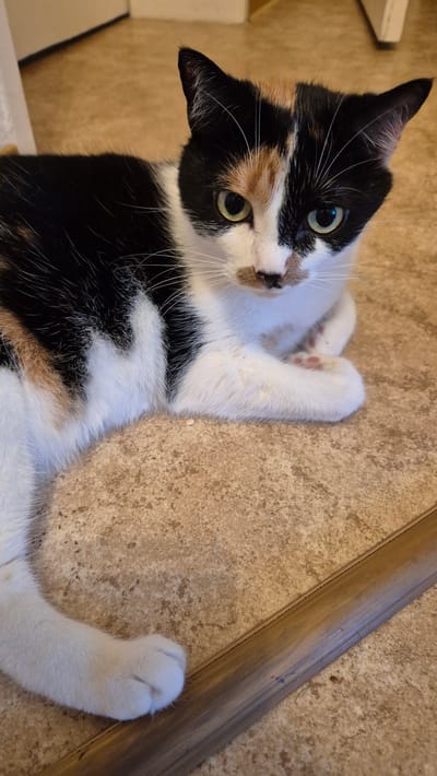 A calico cat lies on a tan, speckled floor. The cat has black, white, and orange patches of fur. Its face is mostly white with black patches above its eyes and on its ears. It has green eyes and a pink nose. The cat is facing the camera with its front paws crossed. A wooden strip runs diagonally across the bottom right of the image. The background is out of focus and appears to be a room interior. The image is a photograph, taken from a medium-high angle. The location is not specified in the image.