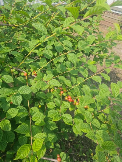 A close-up, eye-level shot captures a bush laden with small, red berries and abundant green leaves, bathed in natural daylight. The berries, varying in ripeness from pale yellow to deep red, are clustered along thin branches, some appearing smooth and round, while others show a slight fuzziness. The leaves are ovate with serrated edges and prominent veins, displaying a vibrant green hue. Sunlight filters through the foliage, creating a dappled effect and highlighting the textures of the leaves and berries. The background is softly blurred, suggesting an outdoor environment, possibly a garden or park in Georgievka, Russia, with hints of dry soil and sparse vegetation visible. No people or specific actions are depicted; the scene focuses solely on the natural state of the fruiting bush.