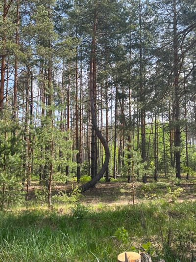 The image depicts a dense pine forest. Numerous tall, thin pine trees dominate the scene, stretching vertically. The forest floor is covered in dry leaves and grass, with patches of sunlight filtering through the canopy. A fallen tree lies horizontally across the path, creating an arch. The environment is natural and undisturbed, suggesting a remote location. Based on the prompt, this location is within Nikulikha, Russia.