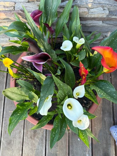 A potted collection of Calla lilies, in various colors including dark purple, white, orange, and yellow, sits on a wooden deck. The pot is reddish-brown and appears to be made of plastic or terracotta. The leaves of the Calla lilies are dark green with white speckles. In the background, a stone wall is visible, and the overall setting suggests an outdoor environment, possibly a garden or patio. The image does not provide any information to determine its location in Sukhaya, Russia. There are no people or actions depicted in the image.