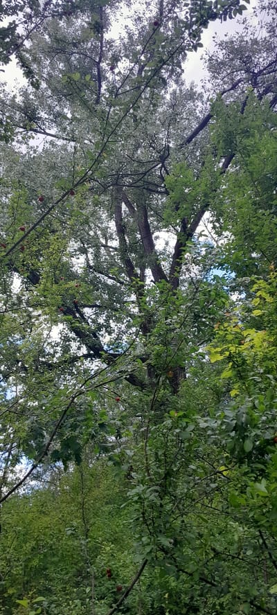 A low-angle, medium shot captures a cluster of trees with lush green foliage against a pale, overcast sky. Several branches extend into the frame, some laden with small, red fruits, suggesting a variety of fruit-bearing trees. The scene appears to be in a natural or semi-natural setting within the city of Drohobych, Ukraine, possibly a park, garden, or overgrown area. The lighting is diffused, indicating a cloudy day. The overall impression is one of natural abundance and a slightly wild, untamed environment. There are no people or animals visible in the image.