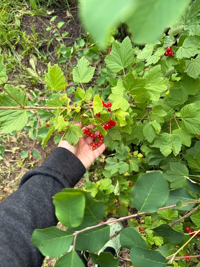 A hand wearing a dark grey sweatshirt is reaching out to a bush with red berries. The bush is in the foreground, with green leaves and clusters of small red berries. The background is a blurry mix of green foliage and brown soil. The location is the city of Tchaikovsky, Russia.