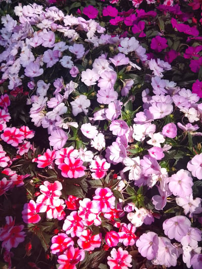 The image displays a dense bed of impatiens flowers in varying shades of pink, fuchsia, and lavender, interspersed with dark green foliage. The flowers are in full bloom, creating a vibrant and colorful tapestry. The lighting suggests an outdoor setting, with some areas in bright sunlight and others in shadow, indicating a time of day when the sun is not directly overhead. There are no people or animals visible in the image. The scene is solely focused on the natural beauty of the flowers.