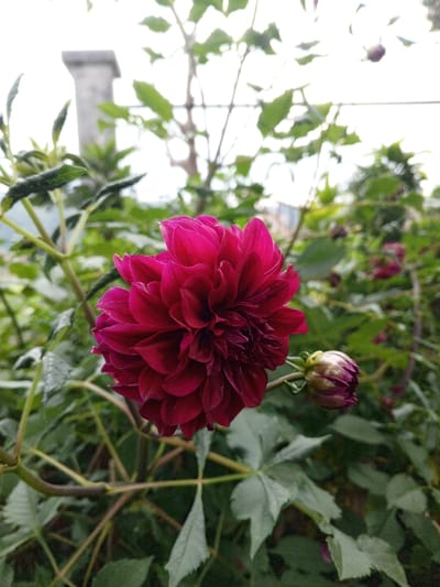 The image displays a close-up of a fully bloomed dark fuchsia dahlia flower, positioned slightly left of the frame's center. Adjacent to it on the lower right is an unopened dahlia bud, showing purple and green coloration. Both are attached to green stems with numerous green leaves, which fill the foreground and midground. In the blurred background, a tall, slender, grey concrete structure, resembling a chimney or pillar, is visible to the upper left. Additional out-of-focus green foliage and indistinct dark floral forms are present in the upper right background. The scene is outdoors under natural light, with a bright, largely white sky dominating the upper portion of the image. The location is in the city of Weintiapa, Liberia.