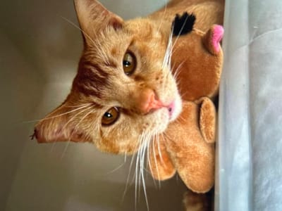 An orange tabby cat leans its head, looking directly at the viewer with golden eyes. Its face is partially obscured by a soft, plush toy with a pink ear. A black spot is visible on the toy's side. The cat's white whiskers are prominent. The background is a light neutral color, with a stark white surface to the right of the cat and toy.