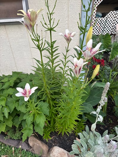 This image depicts a garden scene in Morrisville, United States of America. The foreground features several lily plants with white and pink speckled petals, some in bloom and one bud. Lush green foliage surrounds the lilies, with a scattering of small rocks and clover visible at the very bottom. In the background, a light-colored, textured wall, possibly of a building, is prominent. A section of a white lattice fence and a blue-painted post are also visible, suggesting a residential outdoor setting. The lighting suggests it is daytime, possibly overcast or late afternoon. No people are present in the frame.