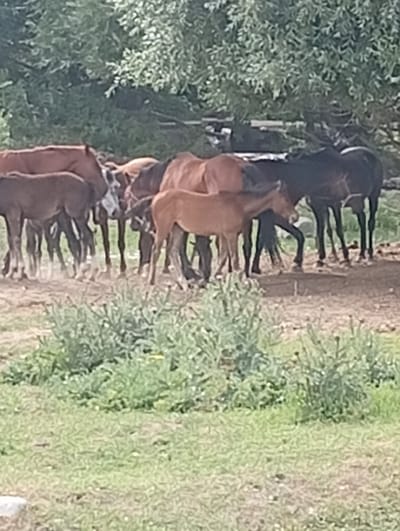 A herd of horses, including several foals, stand on a dirt and grassy area in Tash-Moinok, Kyrgyzstan. The horses are primarily brown and black, with some lighter-colored foals. They are clustered together, some appearing to be grazing or resting. In the background, there is dense foliage from trees. The overall environment suggests a rural or semi-rural setting, possibly a farm or pasture.