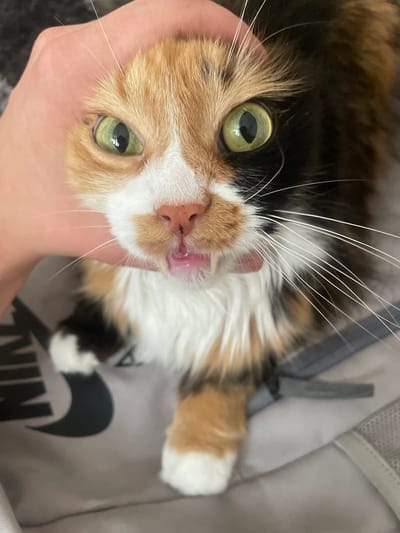 The media file is a close-up, portrait-style photograph of a calico cat. The cat's head and neck are the primary focus, with its large, green eyes looking directly at the camera. One of the cat's front paws, held by a person's hand, is visible near its face. The cat's fur is a mix of black, white, and orange, typical of a calico coat. Its mouth is slightly open, revealing a pink tongue and a bit of its teeth, suggesting it might be panting or about to meow. The background is blurred, but appears to be a light-colored, textured surface, possibly clothing or a bag, with a dark logo visible which resembles the Nike "swoosh." The lighting suggests an indoor setting, likely during the daytime. The overall emotion conveyed by the cat is one of curiosity and engagement with the viewer. There is no discernible time of day or weather information. No text is clearly legible besides the partial Nike logo. The provided location context of Teplice, Czechia, does not offer specific visual cues within the image itself.