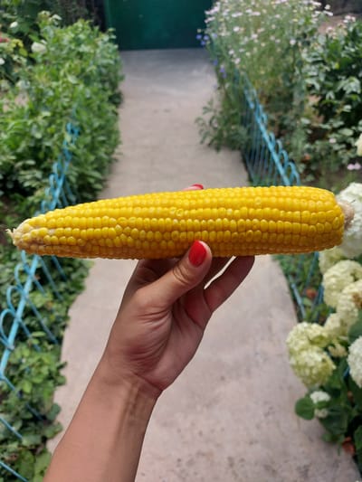 In a garden setting in Tavaksay, Uzbekistan, a person's hand with red-painted fingernails holds a fully grown ear of corn. The corn is bright yellow with visible kernels arranged in neat rows. The hand is positioned in the foreground, with the corn extending horizontally across the frame. Behind the hand and corn, a light-colored concrete path is visible, bordered by a blue metal fence. Lush green foliage and white hydrangea flowers are present on either side of the path, and a blurred green structure is in the background. The scene appears to be outdoors in daylight.