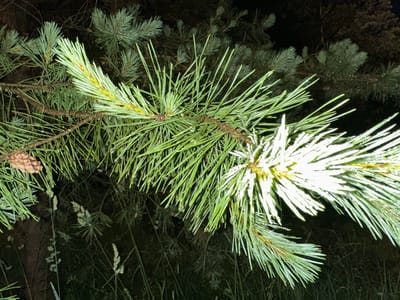 A close-up, low-angle nighttime photograph captures a pine branch laden with needles, some of which are illuminated by an artificial light source. The needles are green and appear slightly wet, with visible water droplets clinging to them. In the background, other pine branches and foliage are visible, shrouded in darkness. The ground below is covered in dry grass and vegetation, adding to the natural, outdoor setting. The image is a still shot, with no discernible activity or human presence. The location is identified as Sergeevka, Russia, suggesting a likely outdoor environment such as a forest or park in that region.