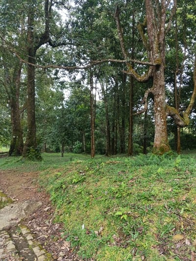 The scene depicts a natural wooded area in Tah, Vietnam, characterized by dense vegetation and tall trees under diffused lighting, suggesting an overcast sky or deep shade. In the immediate foreground, a gentle slope covered predominantly by light green moss, various small ground plants, and ferns extends across the lower half of the image. The bottom-left reveals a section of a dirt path with exposed soil, scattered fallen leaves, and some irregular stone or concrete edging. The midground features a clearing that transitions into a denser line of trees. On the left, two thick tree trunks, partially covered in moss and lichen, stand prominently. On the right, a large deciduous tree with a gnarled, textured trunk and substantial, horizontally spreading branches, also bearing moss, dominates the right side. The background consists of a dense forest canopy composed of numerous tree trunks and a thick layer of green leaves, with glimpses of a bright, overcast sky visible through the foliage at the top. No individuals, animals, or direct signs of human activity beyond the path are visible.