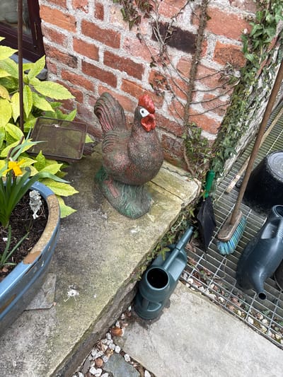 A garden scene in Minsterley, United Kingdom. A brick wall partially covered with ivy is on the left. A decorative ceramic rooster sits on a concrete ledge. A metal mesh screen and a plant pot with yellow and green foliage are in front of the rooster. To the right of the ledge, on a metal grid, are garden tools, a black bucket, a green watering can, and a brush. Another green watering can is on the concrete next to the grid. Small pebbles are scattered on the ground.