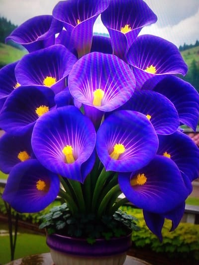 A close-up, overhead shot features a bouquet of vibrant purple calla lilies with bright yellow centers, clustered in a pot. The flowers are richly colored and have a velvety appearance, with delicate veins radiating from the center of each bloom. The background is softly blurred, showing hints of green foliage and a hazy, overcast sky, suggesting an outdoor setting. The pot itself is a deep purple color with a textured, ceramic finish. The lighting appears to be natural, possibly diffused daylight, highlighting the contours and textures of the petals. The image composition emphasizes the dramatic beauty and striking color of the calla lilies.