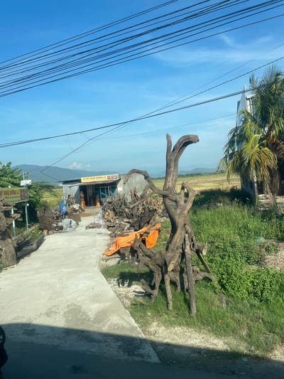 The image captures a roadside scene in Diên Lạc, Vietnam, dominated by a collection of gnarled tree roots and driftwood displayed outside a shop. The shop, identified by a sign that reads "GỖ MỸ NGHỆ ĐƯỜNG LÊ," appears to specialize in wooden crafts. Several pieces of intricately carved wooden statues are visible inside and outside the shop, suggesting artistic woodworking. An orange tarp is draped over some of the wood, providing a splash of color against the natural tones of the timber.

The setting is rural, with a concrete pathway leading towards the shop. Beyond the shop, a field stretches out, with lush green grass and some dry vegetation. In the background, mountains rise gently under a clear blue sky, traversed by a network of power lines. A prominent palm tree stands to the right of the shop, its fronds reaching towards the sky. The overall impression is one of a commercial enterprise set against a backdrop of natural landscapes.