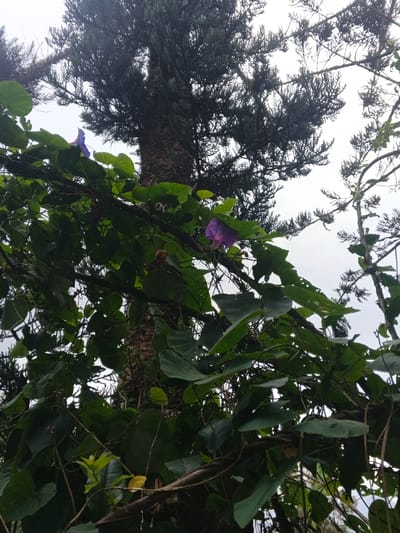 A tall tree dominates the scene, its trunk textured and crowned with dark green foliage. A vibrant purple flower, likely a morning glory, stands out amid a tangle of green vines and leaves that crisscross the lower portion of the frame. The sky is overcast, creating soft, diffused lighting. Another tree is partially visible on the right side.