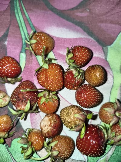A close-up, overhead shot displays a collection of strawberries scattered across a patterned fabric. The strawberries vary in ripeness, with some appearing bright red and plump, while others are a duller orange-brown and show signs of decay, such as soft spots and missing pieces. The fabric beneath them features a floral or abstract design in shades of pink, purple, and green. The lighting in the image is somewhat dim, creating subtle shadows around the fruit. There are no people or animals visible, and the scene appears to be indoors. The image does not contain any information that would allow for the identification of a specific location in Mayma, Russia.