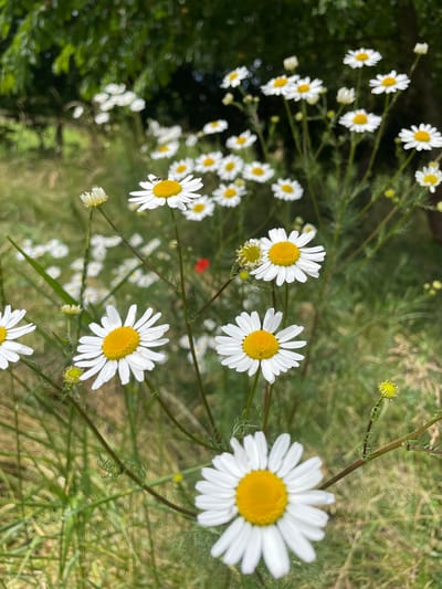 The image depicts a close-up, high-angle view of a cluster of daisies in a natural outdoor setting. The daisies, with their characteristic white petals and yellow centers, are the primary subjects. They are scattered across the frame, some in sharp focus and others softly blurred, suggesting a shallow depth of field. The background consists of green foliage and grass, with some elements appearing dry and straw-like, hinting at a late summer or early autumn environment. A single red flower is visible in the mid-ground, adding a small pop of contrasting color. The lighting suggests it is daytime, likely bright given the illumination on the flowers, and the overall mood is one of natural beauty and tranquility. No people are visible, and there is no visible text. The location context provided is Alzey, Germany, which, combined with the flora, suggests a temperate European landscape.