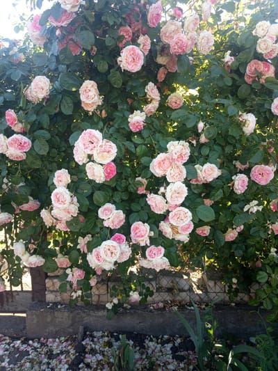 A dense rose bush with pale pink and white blooms and dark green leaves dominates the frame, obscuring a weathered wire fence and brick wall. Fallen rose petals are scattered on the dark soil in the foreground. The scene appears to be outdoors in a garden setting. This image was taken on a sunny day. The location is the city of Lymanka, Ukraine.