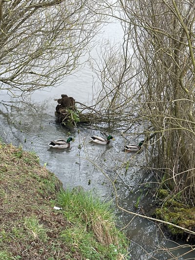 The scene is an elevated view of a body of water, likely a stream or small river, within a natural setting in Dunfermline, United Kingdom. Three male mallard ducks are positioned head-down in the water, diving or dabbling for food. They are spaced apart, forming a line down the center of the water. The water surface is rippled and reflects light.
Overhanging the water are bare, leafless branches of trees. One side of the water is a grassy bank, covered in green vegetation with some brown, dormant grass. On the opposite bank, there is a patch of grass and moss. An object that resembles garbage (white object) sits on the grassy bank near the water’s edge.