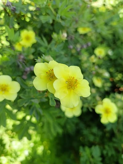 This is a close-up, vertical, eye-level photograph of several yellow flowers with green foliage in the background. The flowers have five petals and prominent yellow stamens. The background is blurred, creating a bokeh effect with soft green and yellow circles of light. There are no people or animals visible in the image. The image does not provide any information about its location in Lagovskoe, Russia.