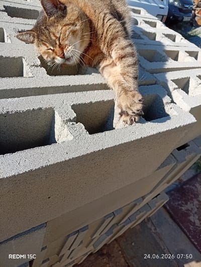 A tabby cat with its eyes closed is resting on a stack of grey concrete blocks. The cat is positioned on the top block, with its body draped across it and its front left paw extended downwards into one of the block's openings. The background shows glimpses of vehicles and a pile of wood. The scene is outdoors, indicated by the sunlight casting shadows on the blocks. The bottom right corner of the image displays a timestamp reading "24.06.2026 07:50". The bottom left corner displays "REDMI 15C".