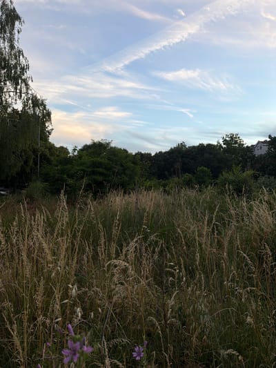 The image displays an outdoor scene depicting a naturalized urban green space or undeveloped lot, likely situated at the periphery of a developed area. The specific location within the Cukarica Urban Municipality, Serbia, cannot be determined from the visual evidence alone.
The upper two-fifths of the frame are occupied by a light blue sky with scattered white cirrus and cirrocumulus clouds. Two distinct white airplane contrails are visible: one crosses diagonally from the upper left to the lower right, and another shorter, broader contrail is present in the upper right quadrant. A faint band of pale orange and pink light is observable along the horizon on the left side, indicative of late afternoon or early evening lighting conditions.
The lower three-fifths of the image consist of dense, tall vegetation, primarily dry grasses of varying heights and species, exhibiting shades of golden-brown, beige, and muted green. The foreground features several out-of-focus purple or violet flowers, with at least two clearly discernible towards the bottom left and one towards the bottom right. Interspersed among the dry grasses are patches of darker green undergrowth.
A thick line of deciduous trees and shrubs with dark green foliage forms a dense border across the midground and background, separating the grassy area from what appears to be a more developed section. On the far left, a tall tree with light-colored bark and drooping, fine branches (possibly a birch) is prominent, partially obscuring a slender, dark pole, likely a street light or utility pole. Above the treeline on the far right, the upper section of a white or light-colored multi-story building, including its roofline, is visible, indicating the presence of residential or urban structures nearby.
No human figures, animals, or explicit actions are present in the scene. The overall environment suggests an interface between managed urban landscapes and untamed nature within a city context.