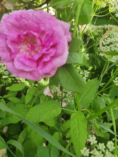 A close-up, vertical shot focuses on a vibrant pink rose bloom, its petals soft and slightly blurred, suggesting a shallow depth of field. The rose is the primary subject, positioned in the upper left quadrant of the image. Behind the rose, a dense arrangement of green foliage and delicate white wildflowers creates a natural, garden-like setting. Some of the white flowers are clustered in small, umbel-shaped inflorescences, common in various wild plants. The background is a tapestry of green leaves and stems, interspersed with more of the small white flowers, creating a sense of abundance and natural growth.
The lighting appears to be natural daylight, likely late morning or afternoon, as evidenced by the soft, diffused light that highlights the textures of the petals and leaves without harsh shadows. The overall mood is serene and tranquil, evoking a sense of nature in bloom. No people are visible, and the focus is entirely on the flora. The scene suggests a temperate climate, possibly during the spring or summer months when roses and wildflowers are in full bloom. The image is a snapshot of a moment in a garden or a wild, overgrown natural area. There is no visible text in the image. The location context is Talitsa, Russia.