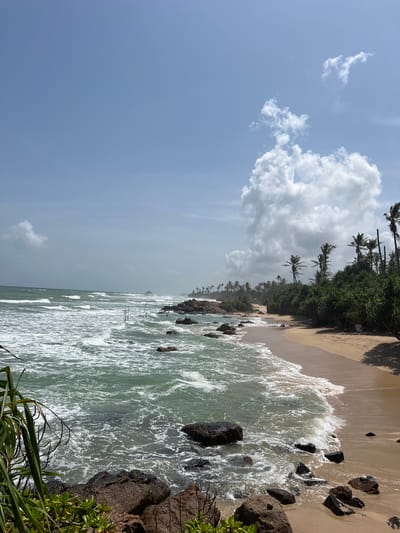 This image depicts a tropical beach scene in Midigama, Sri Lanka. The foreground features dark, wet rocks and lush green foliage. The midground shows a sandy beach with waves crashing onto it, creating white foam. In the water, several thin, vertical wooden poles are visible, suggesting they are part of a traditional fishing method. Palm trees and dense green vegetation line the edge of the beach, stretching into the distance. The sky is a light blue with scattered white clouds, some of which are large and puffy. The overall atmosphere is one of a serene, natural coastal environment under a bright sky.
