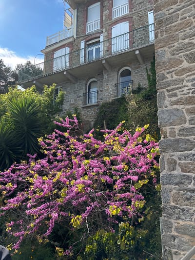 The image captures a close-up view of a flowering bush in front of a stone building in the coastal town of Dinard, France, located at the coordinates 48.634 latitude, -2.05 longitude. The bush is in full bloom with vibrant pink flowers cascading down its branches. The background features a stone building with multiple windows and balconies, with the windows adorned with white shutters. Vines and greenery partially obscure the building's facade. The image is taken from a low angle, emphasizing the abundance of flowers in the foreground and providing a sense of depth to the scene. The sunlight bathes the scene in a warm glow.  The building appears to be a residential structure.  The scene is tranquil and natural, highlighting the beauty of the flowers and the architectural charm of the stone building.