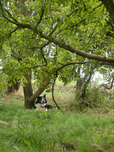 A black and white dog is lying on the grass in the shade of a tree. The dog is panting with its tongue out. The tree has green leaves and a rough bark. The background is filled with green grass and trees. The scene appears to be in a rural area.