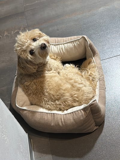 A small, light-tan dog is lying in a rectangular, cushioned dog bed on a gray tile floor. The dog is positioned diagonally within the bed with its head near the bottom-left corner of the frame, and its body filling much of the bed's space. The dog is looking at the camera. The dog bed is light brown with a lighter cream-colored inner cushion. The flooring appears to be indoors. There are no other visible subjects or objects. The location is Arinj, Armenia.