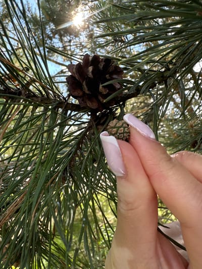 A close-up, upward-facing shot shows a pine tree branch with long green needles and two pine cones. The larger cone is dark brown and open. Next to it is a much smaller, green cone. A light-skinned human hand with manicured nails reaches towards the green cone. Sunlight filters through the branches in the background. The location is Vysokinichi, Russia.