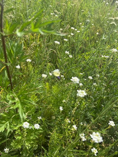 A white butterfly with black markings is perched on a cluster of small white flowers in a grassy field. The butterfly is the primary subject of the image. The field is dense with various green grasses and wildflowers, suggesting a natural or semi-natural environment. The lighting suggests it is daytime, possibly sunny, with some shadows. The image appears to be taken outdoors in a rural or semi-rural setting. The location is identified as Malyi Trostianets, Ukraine. There are no people or human-made structures visible in the frame. The focus is on the butterfly and the surrounding flora.