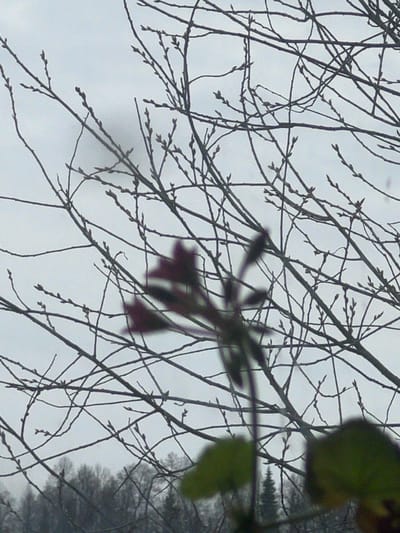 The image captures a scene dominated by bare tree branches silhouetted against a grey, overcast sky. A few leaves are visible in the top right corner of the frame. A cluster of blurred, reddish-purple flowers or foliage is also present in the center of the image. In the background, a dark treeline can be discerned through the branches. There is no evidence of people in the image. The location is claimed to be Krasnoyar, Russia, however, there is no independent confirmation within the image itself to verify this.
