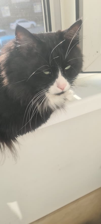 A black and white cat with green eyes sits on a white windowsill, looking downwards. The cat has long, fluffy fur and prominent white whiskers. Sunlight streams in from the window, casting a shadow on the cat's face. Outside the window, a blurred view of a residential area with cars is visible. The scene appears to be an interior shot within a home in Aniva, Russia.