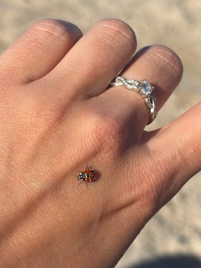 The image shows a close-up of a person's hand, with a ring on one finger and a ladybug on the palm. The hand is light-skinned, with visible wrinkles and texture. A silver ring with a prominent diamond and smaller decorative stones is worn on the ring finger. The ring has a twisted band design. A small ladybug, with a red and black patterned shell, is perched on the skin of the palm. The background appears to be a sandy or textured surface, likely outdoors, with dappled light suggesting sunlight. The lighting indicates it is daytime, possibly late morning or afternoon, casting shadows and highlighting the details of the hand and the ladybug. There are no visible text elements in the image.