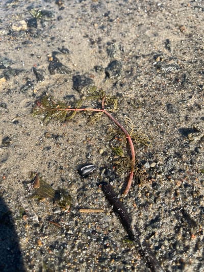 The image shows a close-up view of sandy and pebbly ground, likely a shoreline or a shallow body of water, with some aquatic plant matter. The main subject is a section of a submerged plant with thin, red stems and feathery green leaves. The plant is lying on the wet sand, which is covered in small stones, pebbles, and some debris. Sunlight reflects off the wet surfaces, creating highlights. The image does not provide any information about the city of Malyn, Ukraine, or any specific location details. There are no people or discernible actions depicted.