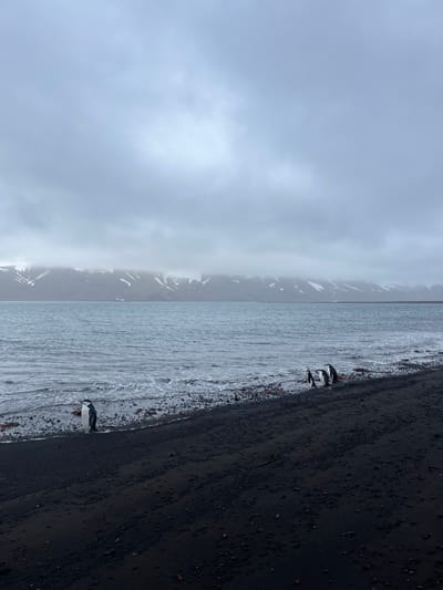 A landscape view of a shoreline. The shore is dark, potentially volcanic sand. A body of water with gentle waves separates the shore from a distant landmass covered in clouds and snow. Several penguins are gathered along the shoreline, appearing as small, dark shapes against the contrasting sand and water. The sky is overcast, with thick, gray clouds filling the upper portion of the frame.