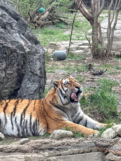 The image shows a tiger in an enclosure at the Columbus Zoo and Aquarium, located in Powell, Ohio, USA. The tiger is standing on its hind legs and leaning against a rock wall. It has its mouth open, appearing to yawn or roar. The tiger is orange with black stripes and has white fur on its belly. In the background, there is a tree, grass, a rock, and a black bucket. The overall environment is a naturalistic enclosure designed to mimic the tiger's natural habitat.